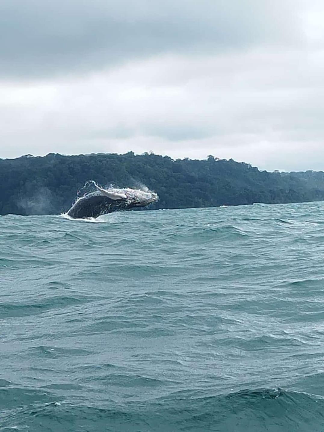 Bella Vista Corcovado 호텔 Drakes Bay 외부 사진