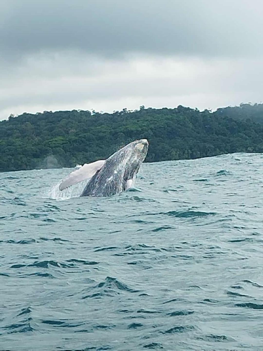 Bella Vista Corcovado 호텔 Drakes Bay 외부 사진